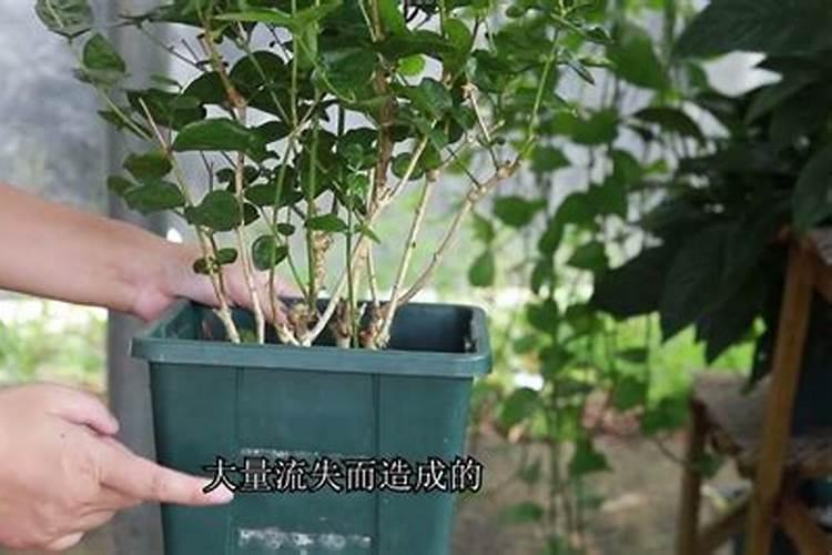 复合肥用的多了土壤板结了咋办？用水溶肥能改善吗？
