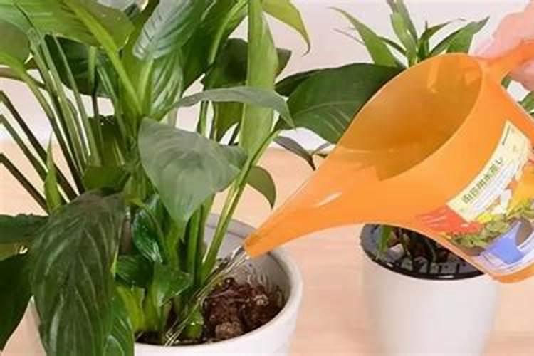 叶面肥可以浇花吗