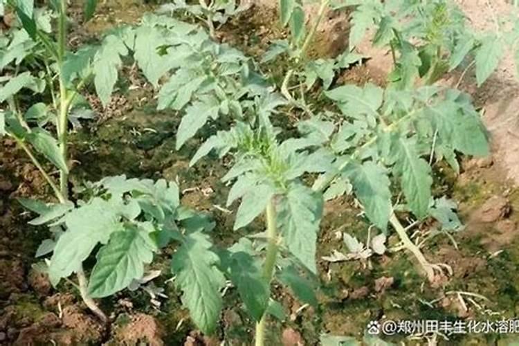 常用的氮肥有哪些为什么