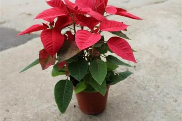 一品红浇水可以浇叶子上吗