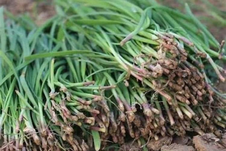 韭菜需要什么肥料长得好