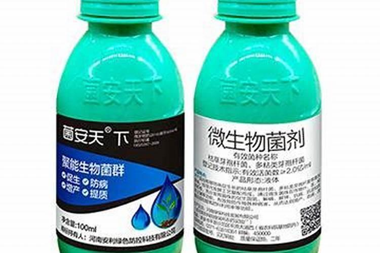 如何种好石榴树