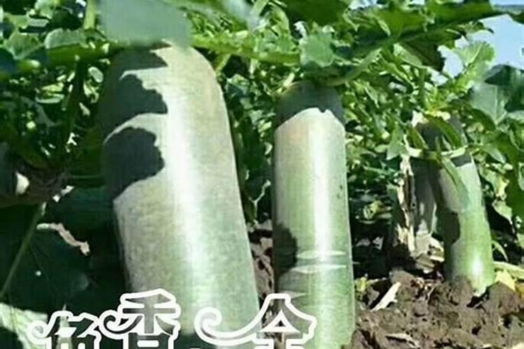根多多生根肥多久见效