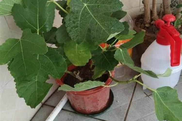 无花果树被盐水浸了怎么才能救活呢？