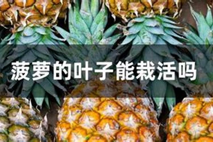 高产菠萝需要掌握的注意事项有哪些