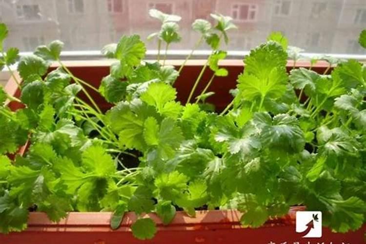 盆栽桃花什么土