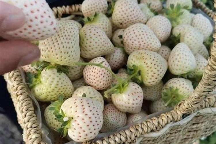 米兰适合用什么肥料？
