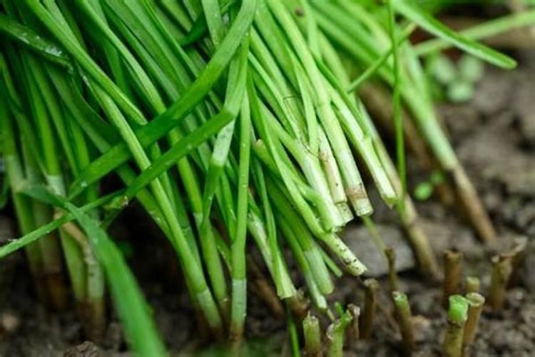 对于大棚内种植的韭菜,该掌握哪些施肥规律呢？