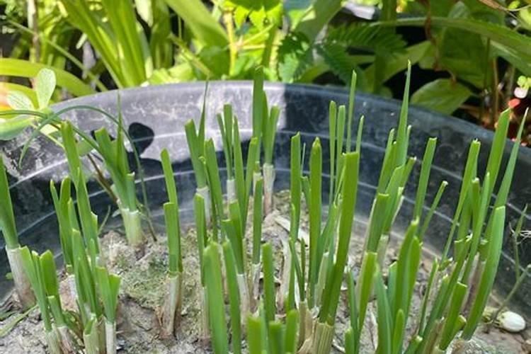 对于大棚内种植的韭菜,该掌握哪些施肥规律呢？