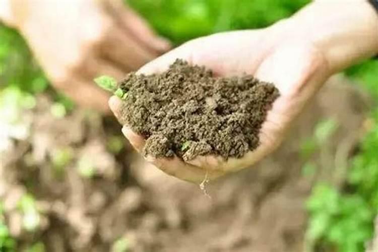 苹果树不结果怎么办