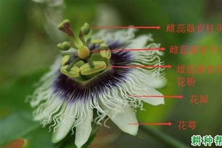 百香果多久施一次肥 施什么肥好