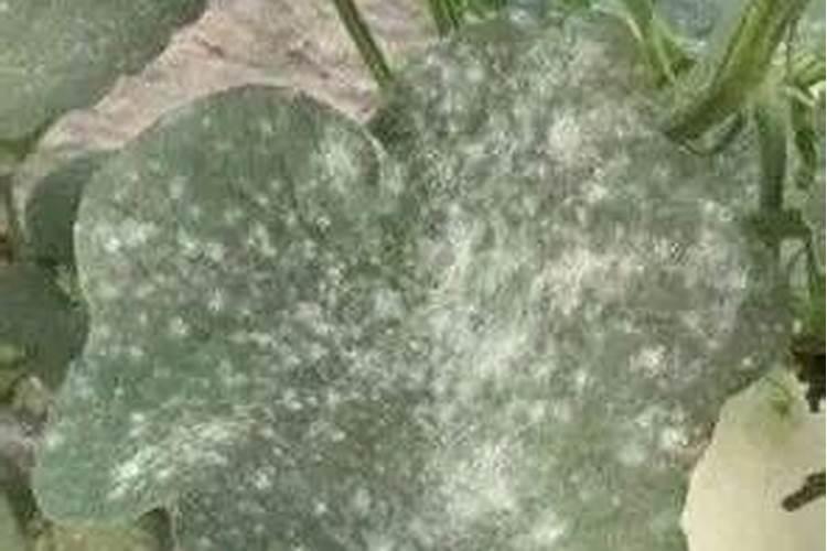 葡萄白粉病防治技术是什么