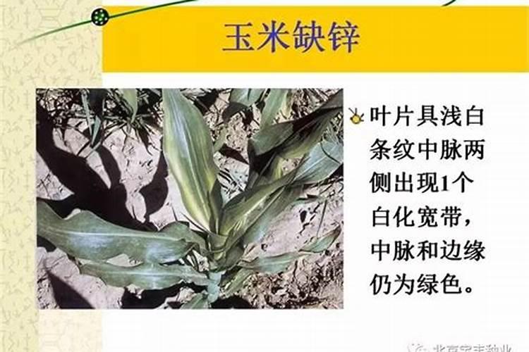玉米脱肥什么表现 脱肥了怎么办