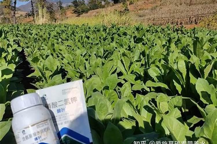 烤烟有哪些种植方法呢？