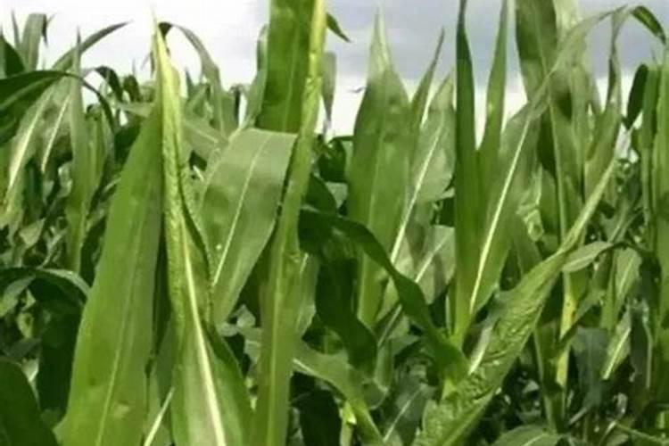 玉米缺氮的症状有哪些？,玉米缺氮的表现