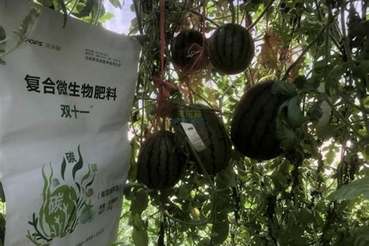 抗重茬惠农七号栽培要点