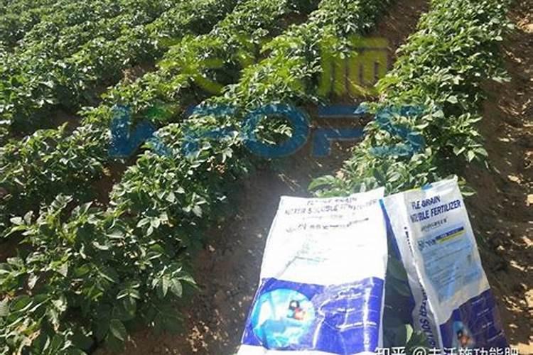 玉米追肥用什么肥料