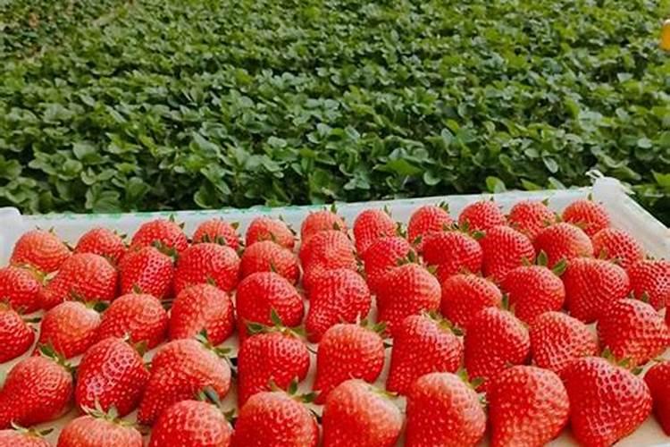 高温天气草莓苗冲什么肥料好呢