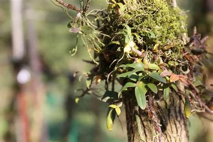 盆栽石斛兰花的叶面肥用那种好 盆栽石斛兰花的叶面肥哪那种最好呢
