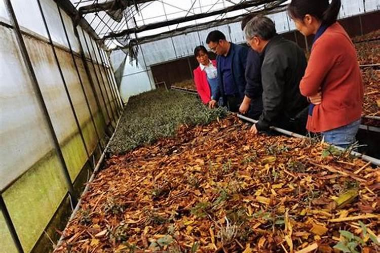 铁皮石斛用什么肥料好