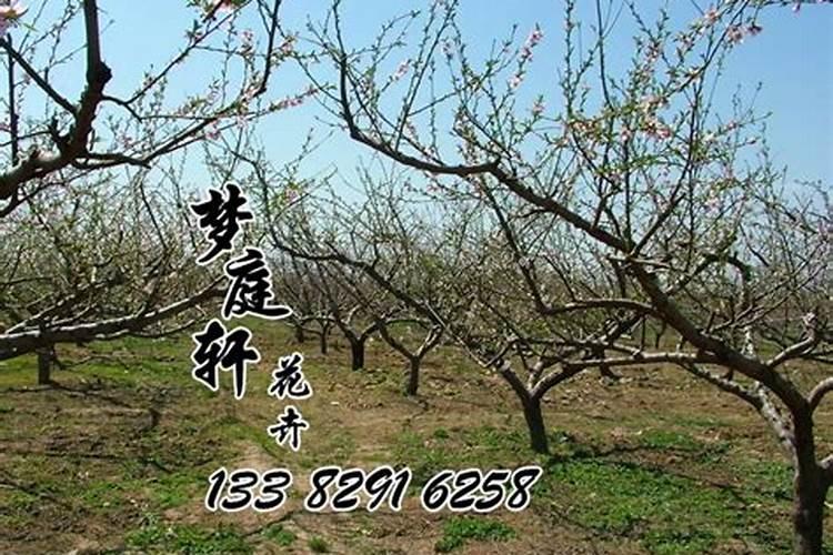 春季桃树嫁接后夏季怎样施肥