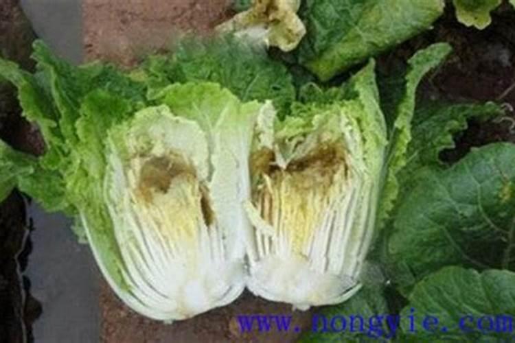 大白菜干烧心病的发生是什么 如何防治好