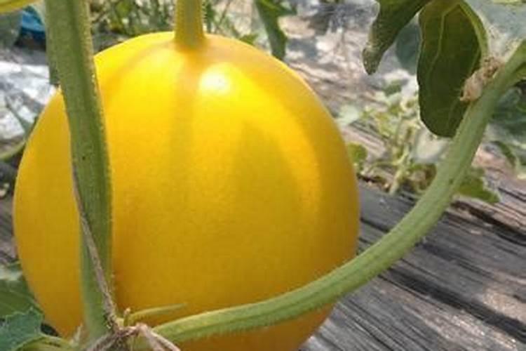 香瓜授粉15天,出现裂瓜怎么办