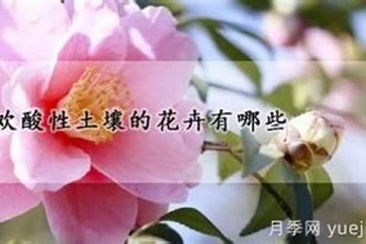 微量元素肥料都是什么？