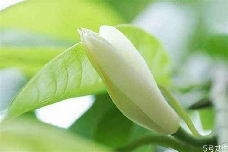 白兰花树用什么肥料最好最旺