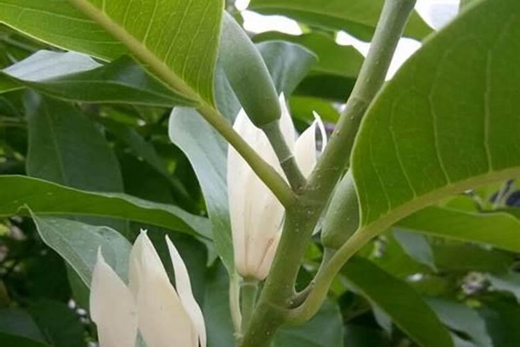 白兰花用什么肥料最好