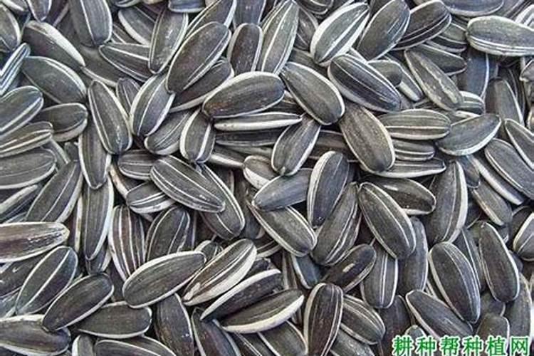 豆科植物不需要氮肥的原因