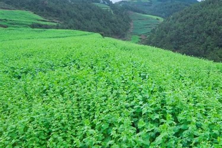 荞麦茬种玉米,膜下滴灌为啥苗红不长？