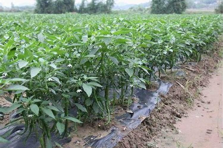辣椒收获期叶面喷施氮肥可以吗,比例是多少？