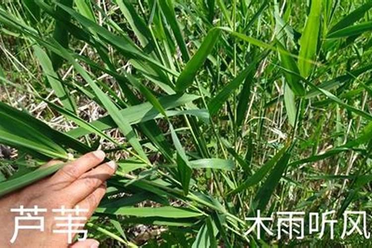 水田里的浮漂用什么除草剂才能除掉？