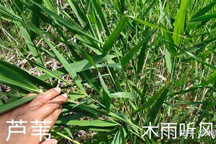 冬季果园杂草怎样处理