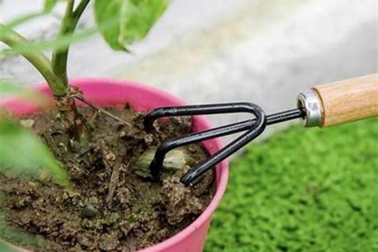 栀子花底肥放什么肥好 底肥施用方法