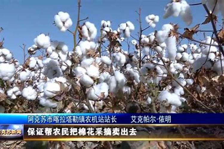 田园好风光,新疆南北疆棉花采收进入高峰期,那么多的采摘者都是来自哪里...