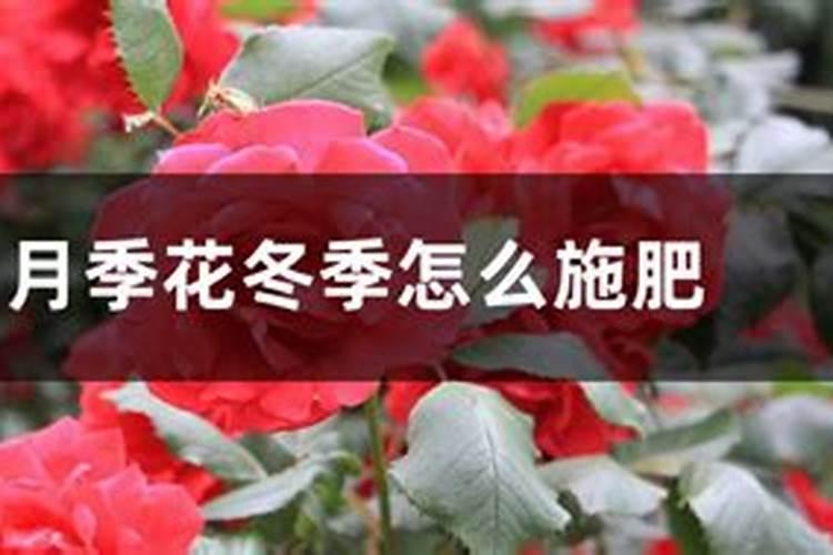 冬天月季施什么肥最好 施对了开花不断