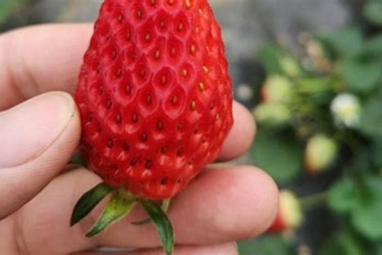 宇龙美收草莓苗能用吗？