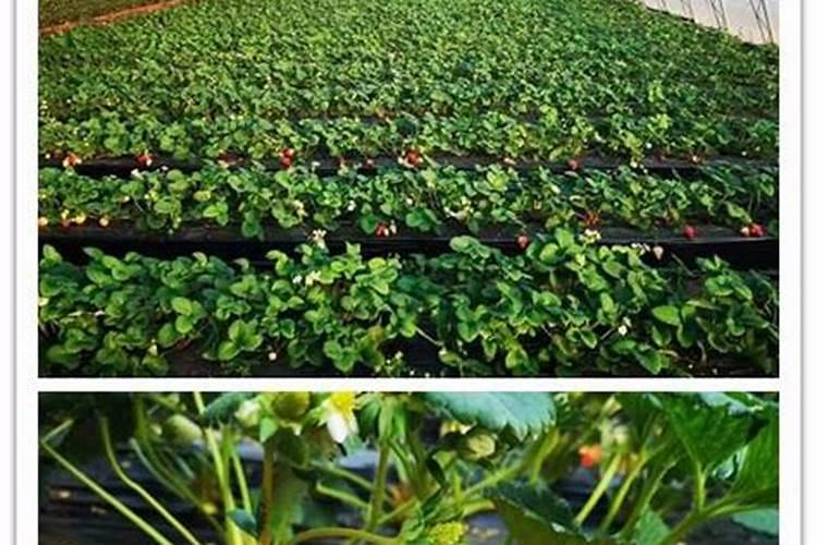 草莓上什么肥料。