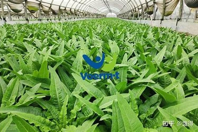 复合肥和复合肥料有什么区别