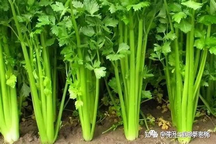 芹菜多少天浇一次水,冲多少肥好