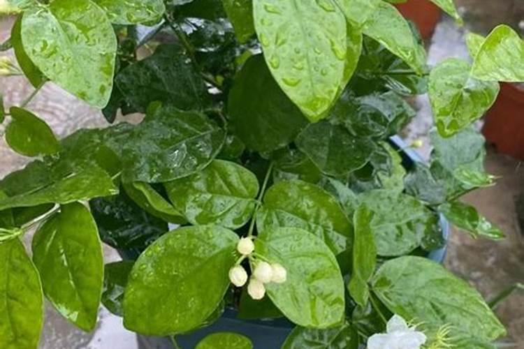 茉莉花缺肥会叶子干枯吗？