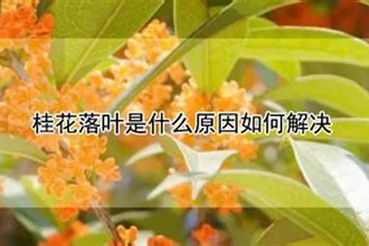 桂花树叶子不是很绿有点黄,该用哪些肥料才能防止这种情况呢？