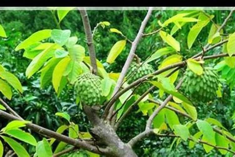番荔枝什么时候开花