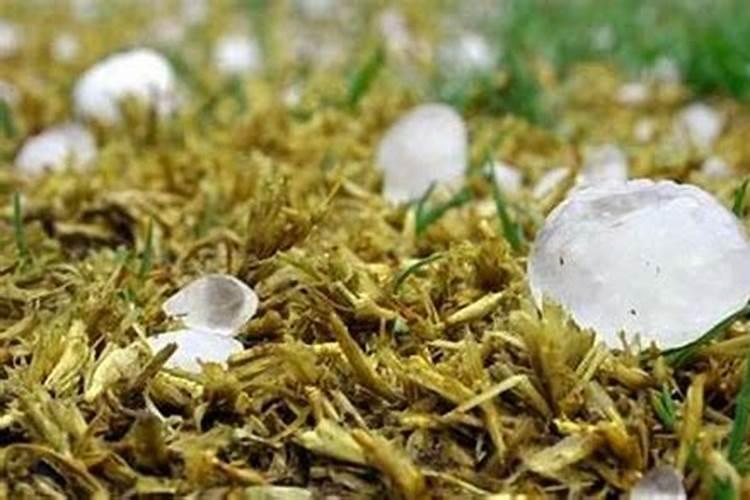 绿色植物遭受冰雹袭击后其伤口愈合打啥农药好？