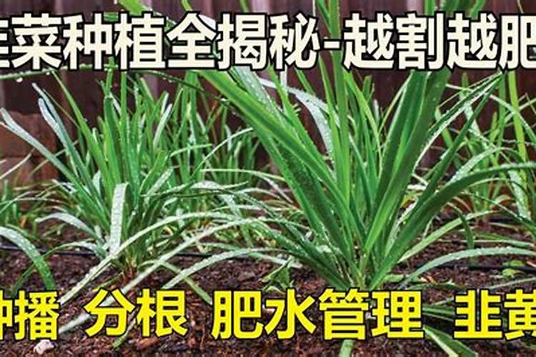 云豆生菜黄瓜韭菜苦菊南瓜 蔬菜施牛,马粪肥可以吗？