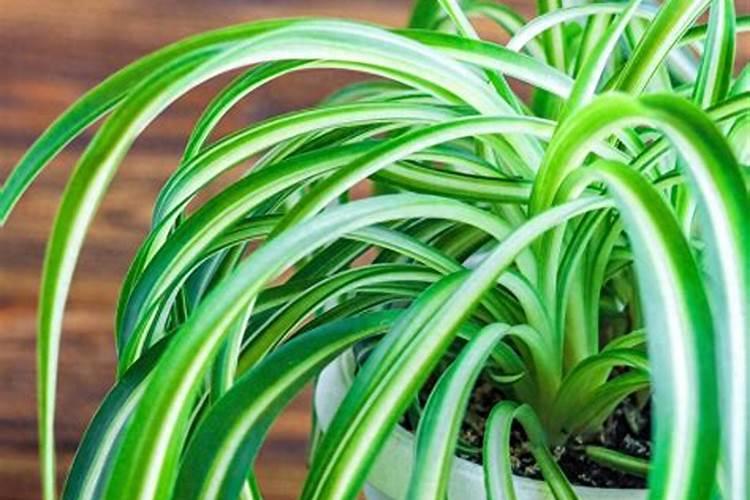 千叶吊兰怎么施肥,3个步骤教你如何好施肥