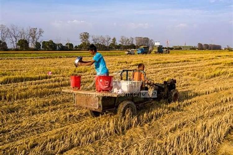 种芝麻用什么肥料