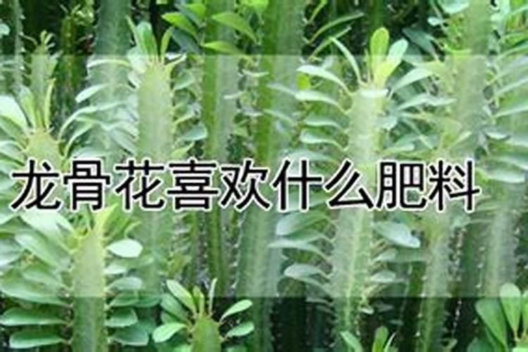 龙骨植物怎么养才长得好 龙骨植物如何养才长得好